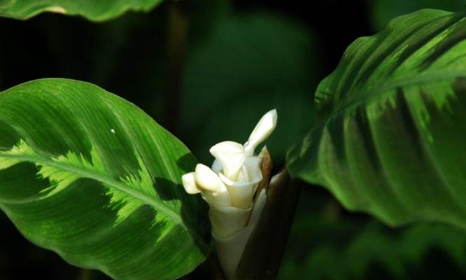 孔雀竹芋冬天会冻死吗？如何在寒冷季节保护它们？