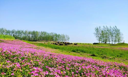 紫云英的花语是什么？如何用紫云英表达爱意？