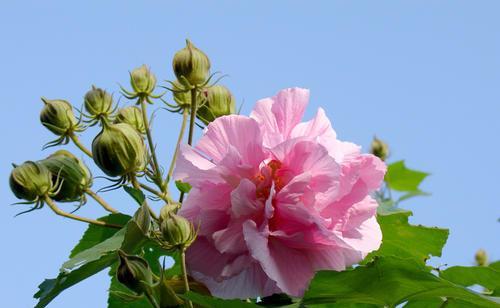 芙蓉花的花语是什么？如何用芙蓉花表达爱意？