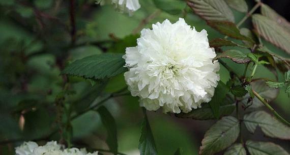 荼蘼的花语是什么？如何解读荼蘼的象征意义？