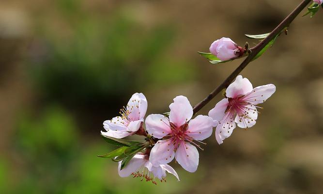 桃花的花语是什么？有哪些关于桃花的美丽传说？