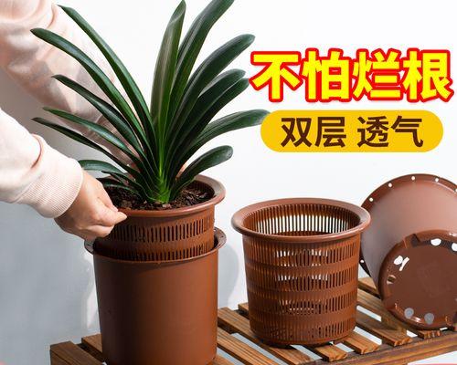 控根盆适合种什么植物？如何选择适合的植物种类？