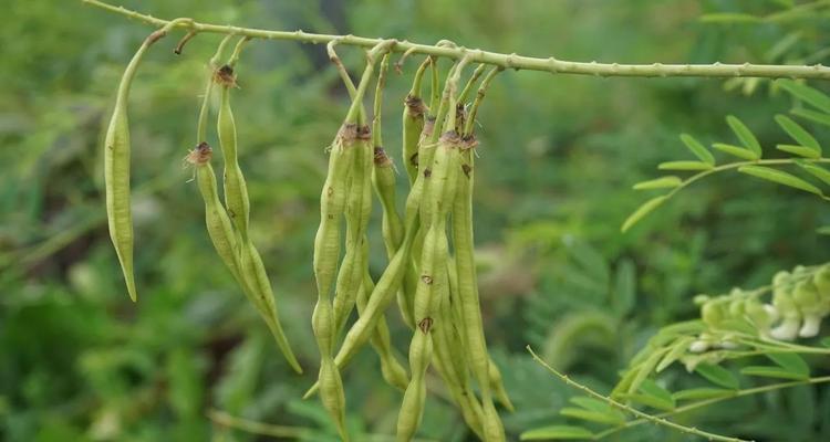 苦参种植条件种什么地方合适？如何选择最佳种植地点？