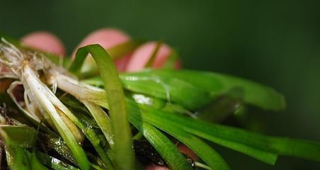 苦草属于哪个科植物？苦草的植物特性是什么？