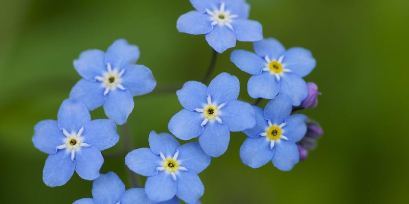 勿忘我花的含义是什么？花语背后的故事有哪些？