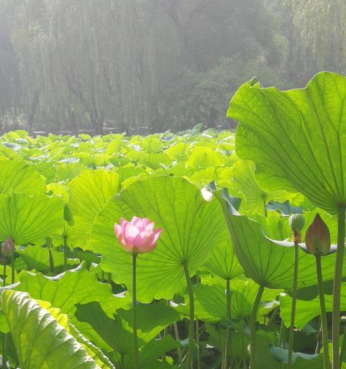 夏天的代表性植物有哪些？如何在夏季维护这些植物？