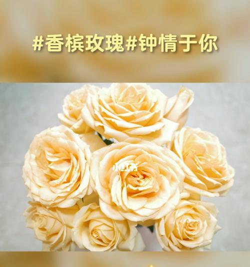 11朵香槟玫瑰代表什么含义？花语解读及送花建议？