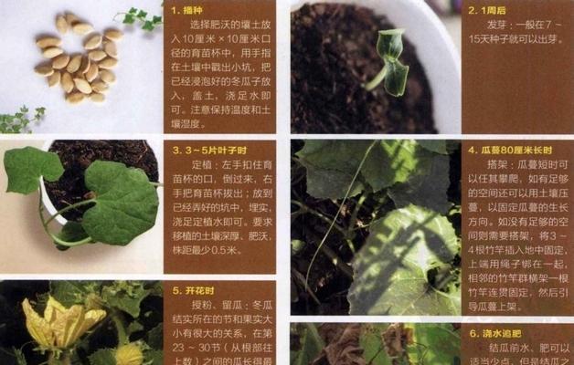 苦瓜什么时候种植最好？种植苦瓜有哪些技巧？