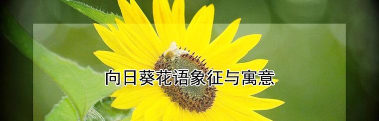 向日葵花的寓意是什么？花语有哪些常见问题？