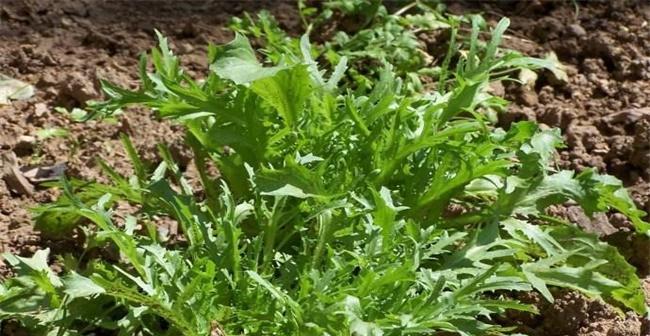 苦菊的最佳种植时间是什么时候？如何确保种植成功？