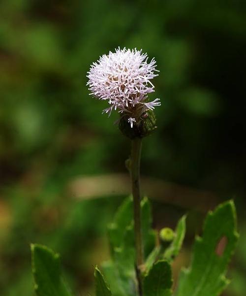 象征奉献的植物有哪些？它们各自代表了什么含义？