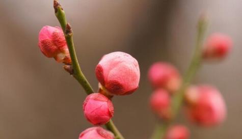 象征高洁的植物有哪些？它们的花语和象征意义是什么？