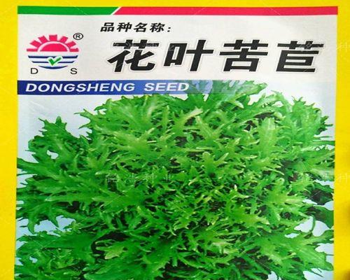 苦菊种子怎么种植？种植苦菊种子的步骤和注意事项是什么？