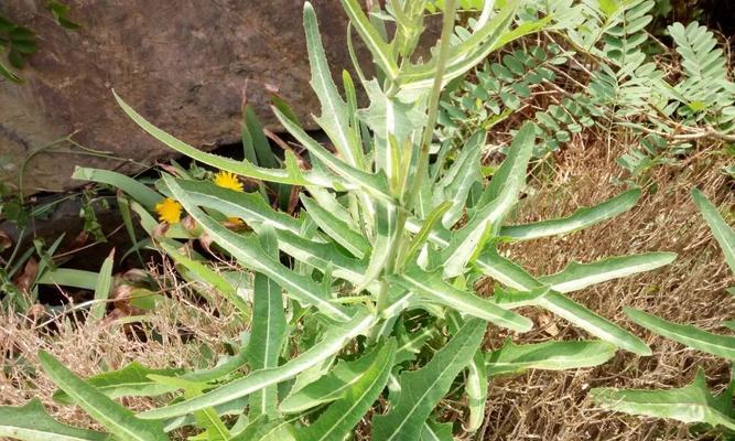 苦苣菜是常绿植物吗？了解其生长特性及养护要点