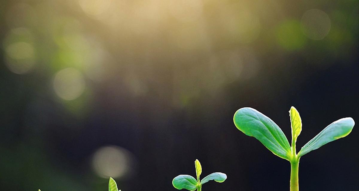 象征积极向上的植物有哪些？它们各自代表什么意义？