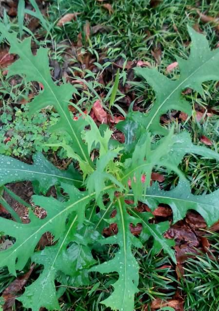 苦苣菜什么时候种植最好？种植方法有哪些常见问题？