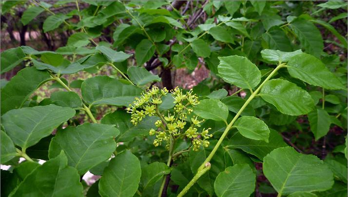 苦科植物盆栽有哪些种类？如何养护管理？