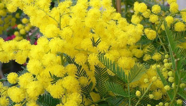 哪些植物象征着节节高升？如何在家中种植这些吉祥植物？