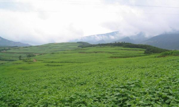 苦荞生长在哪里？苦荞的自然生长环境是什么？