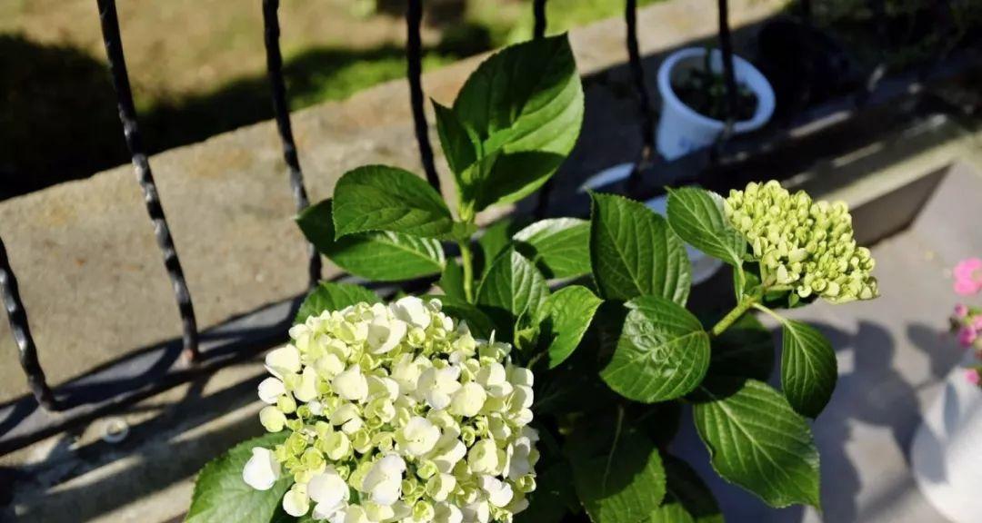 夏天有哪些植物象征着季节的到来？它们各自有什么特点？