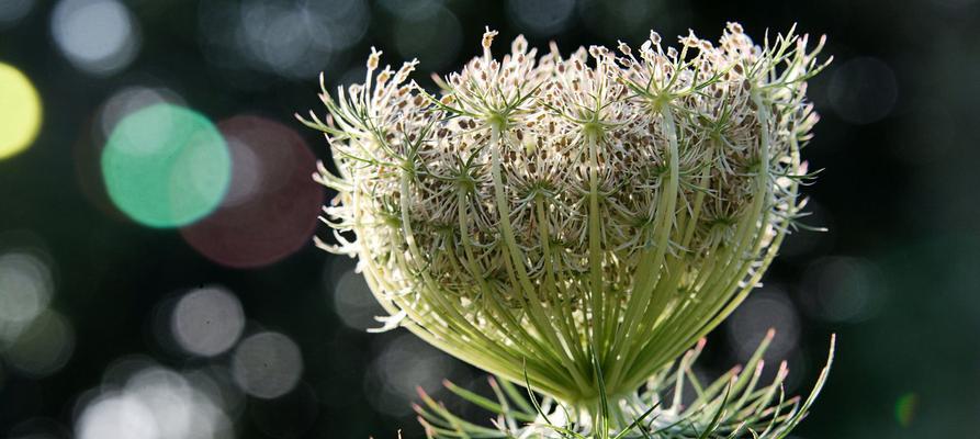 夏天有哪些植物象征着季节的到来？它们各自有什么特点？