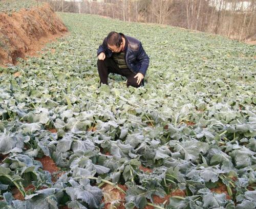 快菜冬天会冻死吗？如何在寒冷季节保护快菜？