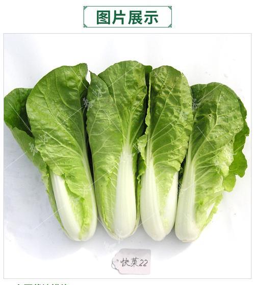 快菜和小白菜有什么区别？如何区分它们？