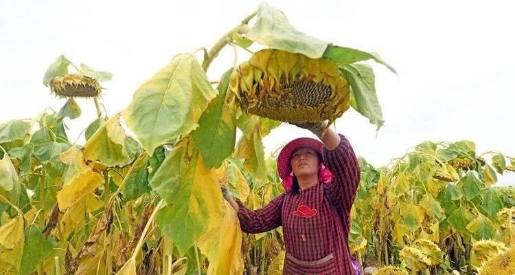 葵花种植和收获的最佳时间是什么时候？常见问题有哪些？