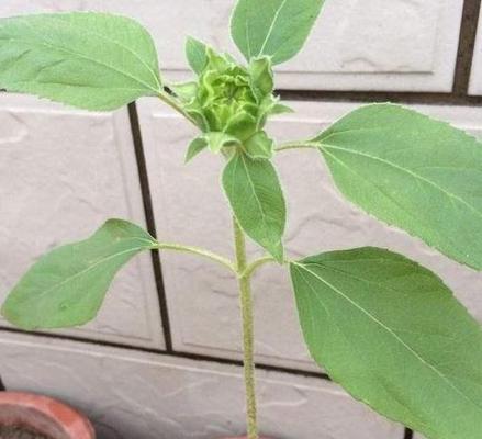 葵花花期是什么时候？如何判断葵花的最佳观赏时间？