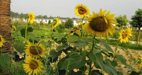 葵花开花时间是什么时候？哪个季节开放最常见？