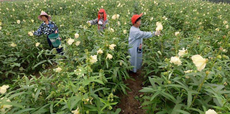 葵花追肥的最佳时机是什么时候？追肥后需要注意哪些问题？