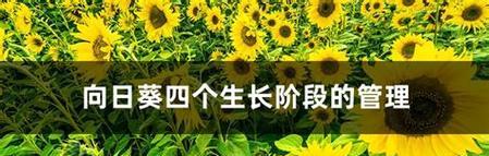 葵花种子最佳种植时间是什么时候？种植后多久发芽？