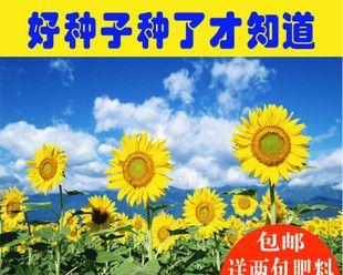 葵花籽作为肥料使用有效吗？如何正确使用葵花籽作为肥料？