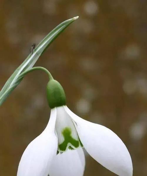 雪滴花的花语是什么？有哪些关于雪滴花的传说故事？