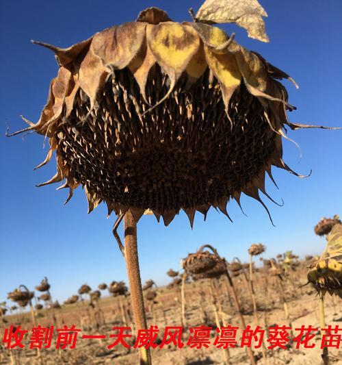 葵花籽是果实吗？它们的分类和特点是什么？