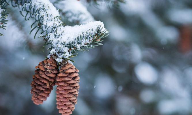 雪松的花语是什么？它在文化中占据什么地位？