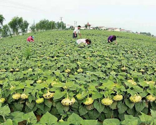 葵花籽什么时候种植最好？种植葵花籽有哪些步骤？