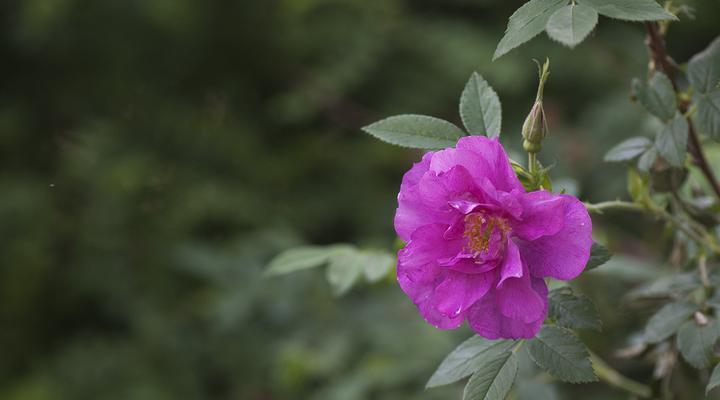 岩蔷薇花语是什么？它代表了哪些意义？