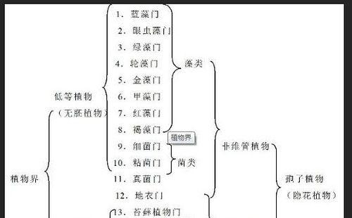 拉菲草和纸草有什么区别？如何区分它们的特性？