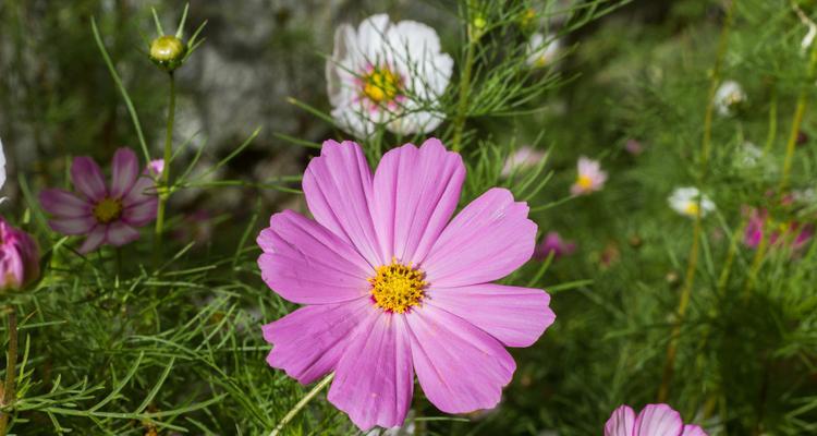 拉萨市花是格桑花吗？格桑花的寓意象征是什么？