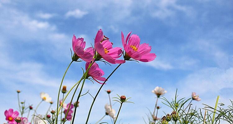 拉萨市花是格桑花吗？格桑花的寓意象征是什么？