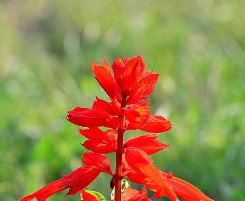 一串红花语代表什么？最佳开花季节是何时？