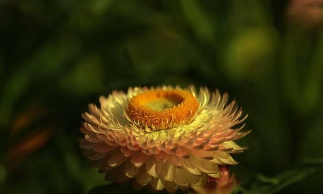 腊菊是多年生植物吗？如何正确养护腊菊？