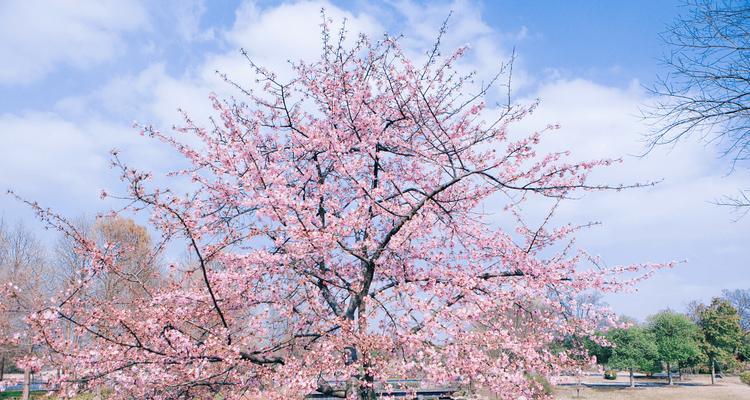 樱花代表的生肖是哪个？樱花与生肖有何关联？