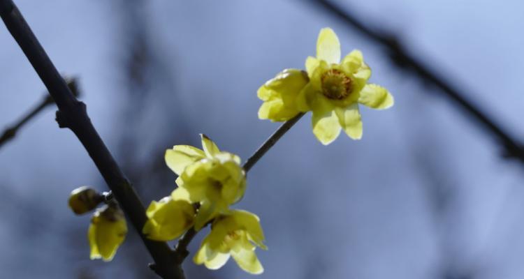 腊梅什么时候开花？花期持续多久？