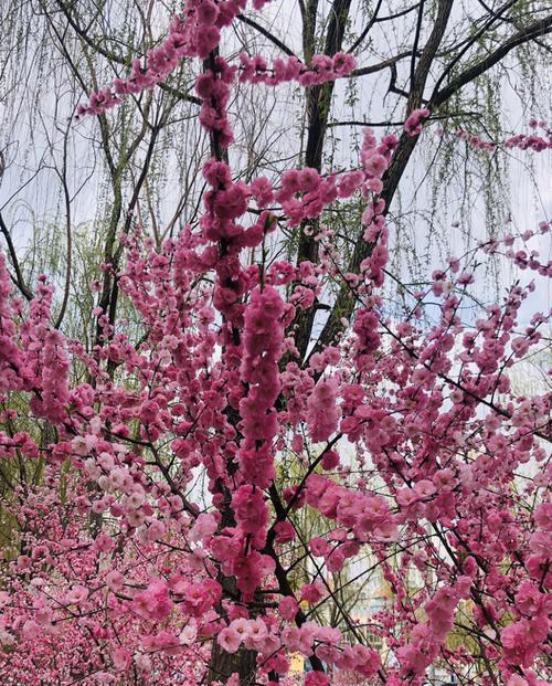 榆叶梅的花语是什么？它有哪些独特作用？