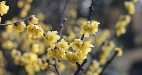 腊梅多久开花一次？如何正确养护以促进开花？