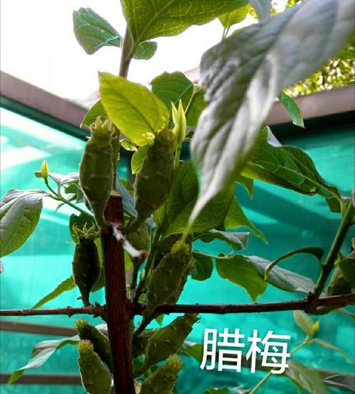 腊梅果实能吃吗？食用腊梅果实的正确方法是什么？