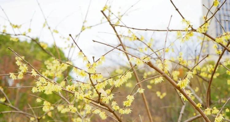 腊梅花期多长时间？如何延长腊梅的观赏期？