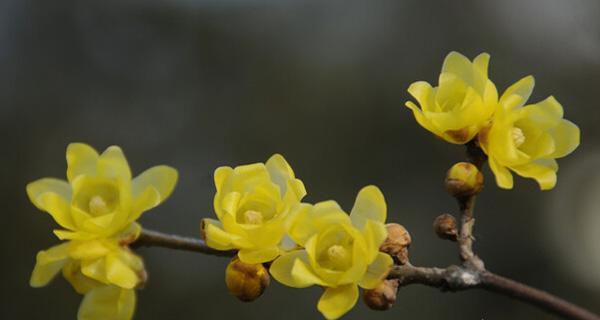 腊梅花有几种颜色？分别是什么颜色？